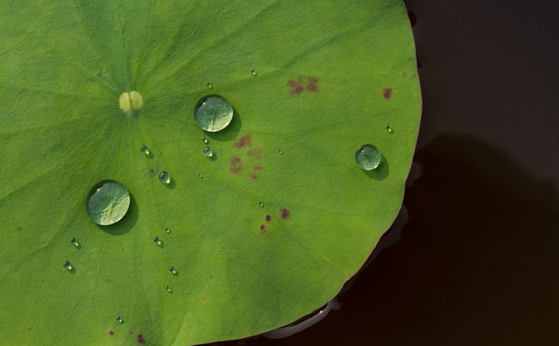 The lotus leaf effect.
