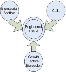 Diagram of tissue engineering triad of cells, signals and the scaffold which acts as a template in regenerative medicine. Learn more in the Prospector Knowledge Center.