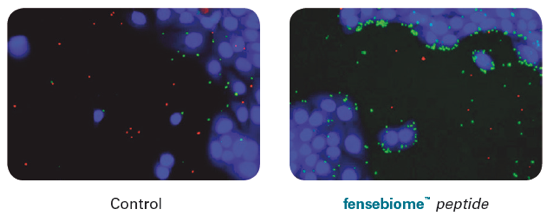 Skin immune response after using FENSEBIOME. Learn about the product's unique qualities in the Prospector Knowledge Center.