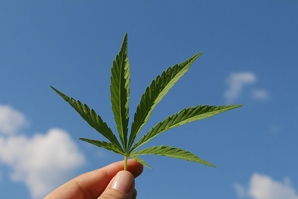 Hemp leaf against blue sky - find out how hemp and CBD oil impacts skin and personal care formulation in the Prospector Knowledge Center.
