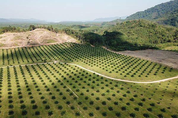 Palm tree farm - Learn more about palm oil in cosmetics