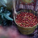 Fair trade coffee beans - learn about fair trade food trends in the Prospector Knowledge Center.