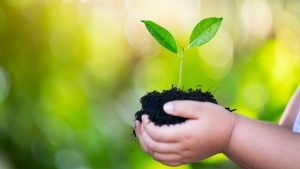 a child's hands holding a small plant in soil